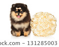 Fluffy Pomeranian puppy with bow sitting next to decorative rose bouquet 131285003