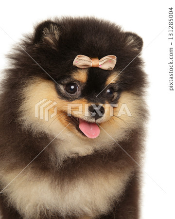 Fluffy Pomeranian puppy with bow looking sideways with tongue out 131285004