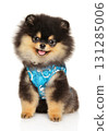 Adorable Pomeranian puppy in patterned blue vest sitting and smiling 131285006