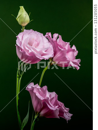 Pink Lisianthus Flowers and Bud on Dark Green Pink Lisianthus Flowers and Bud on Dark Green 131285055