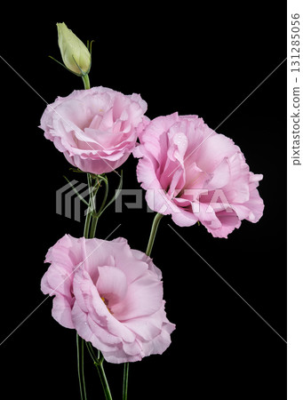 Pink Lisianthus Flowers and Bud on Black Pink Lisianthus Flowers and Bud on Black 131285056