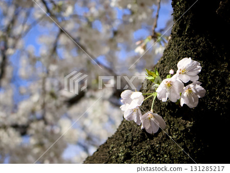 A view of cherry blossoms blooming on the trunk and the blue sky visible through the petals A view of cherry blossoms blooming on the trunk and the blue sky visible through the petals 131285217