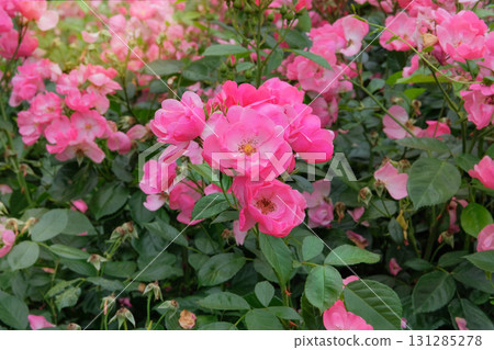 Rosa odoratabush with flowers is growing in cottage garden.  Blooming bush with  light pink flowers. Sunny day. Flowers is blooming on a plantation. 131285278