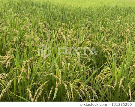 Fruit rice plant 131285290