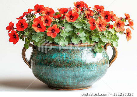 Sunny day. Flowers is blooming on a plantation. Big Geranium plant with red flowers grows on white background. 131285325
