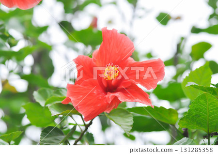 Chinese rose or Hibiscus or Hibiscus rosa sinensis or Hibisceae or Malvaceae , red hibiscus Chinese rose or Hibiscus or Hibiscus rosa sinensis or Hibisceae or Malvaceae , red hibiscus 131285358