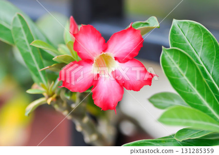 Desert rose, APOCYACEAE or Adenium obesum or Mock Azalea or Pinkbignonia or Impala lily Desert rose, APOCYACEAE or Adenium obesum or Mock Azalea or Pinkbignonia or Impala lily 131285359