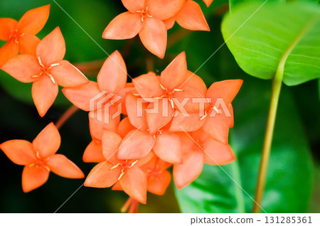 Ixora chinensis Lamk, Ixora spp or Zephyranthes or West Indian Jasmine and orange flower 131285361