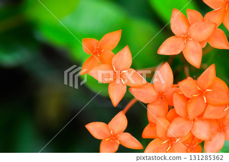 Ixora chinensis Lamk, Ixora spp or Zephyranthes or West Indian Jasmine and orange flower 131285362