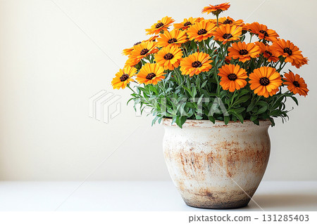 Bright plant in pot. Calendula plant with yellow flowers in pot on a white background. Close-up of a potted medicinal herb. Bright plant in pot. Calendula plant with yellow flowers in pot on a white background. Close-up of a potted medicinal herb. 131285403