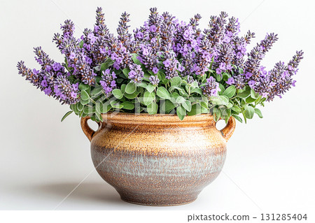 Blooming purple flowers. Floral beauty. Herb in pot. Salvia is grown as garden plants. Salvia is growing in cottage garden. 131285404