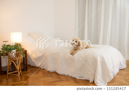 Bichon Poo sleeping on the bed 131285417
