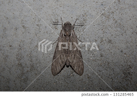 蝦雀 蝦雀 131285465