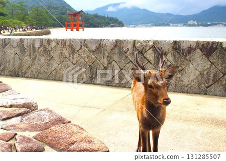 A cute deer standing with the large torii gate of Itsukushima Shrine in the background 131285507