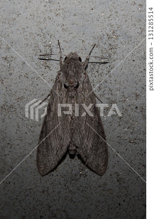 Shrimp Sparrow 131285514