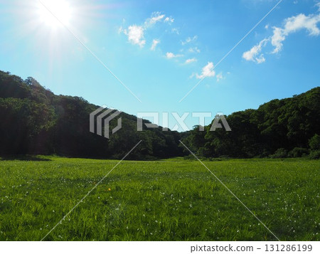七月的北土布沼澤(長野縣木島平村) 七月的北土布沼澤(長野縣木島平村) 131286199