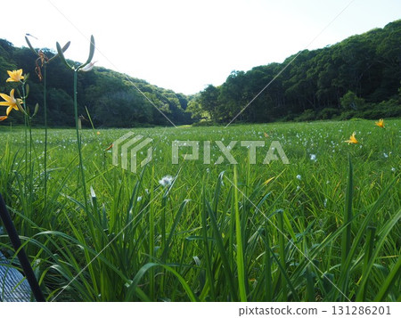 Kitadobu Marsh in July (Kijimadaira Village, Nagano Prefecture) 131286201