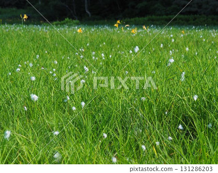 Kitadobu Marsh in July (Kijimadaira Village, Nagano Prefecture) 131286203