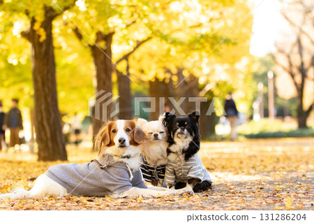 一隻吉娃娃和一隻庫伊克霍德傑犬依偎在落葉中 131286204