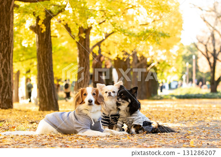 一隻吉娃娃和一隻庫伊克霍德傑犬依偎在落葉中 131286207