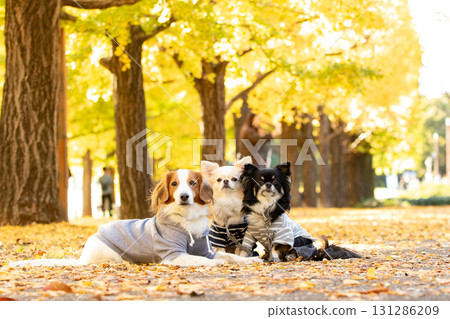一隻吉娃娃和一隻庫伊克霍德傑犬依偎在落葉中 一隻吉娃娃和一隻庫伊克霍德傑犬依偎在落葉中 131286209