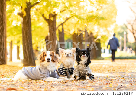 一隻吉娃娃和一隻庫伊克霍德傑犬依偎在落葉中 131286217