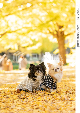 兩隻吉娃娃依偎在銀杏葉地毯上 131286220