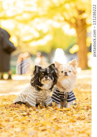 兩隻吉娃娃依偎在銀杏葉地毯上 131286222