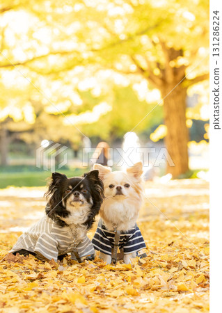 兩隻吉娃娃依偎在銀杏葉地毯上 131286224
