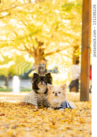 Two Chihuahuas cuddling on a carpet of ginkgo leaves 131286226