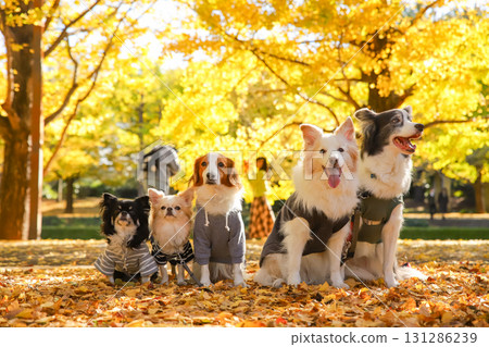 一隻吉娃娃、一隻庫伊克霍德傑犬和一隻邊境牧羊犬在落葉中排成一排 一隻吉娃娃、一隻庫伊克霍德傑犬和一隻邊境牧羊犬在落葉中排成一排 131286239