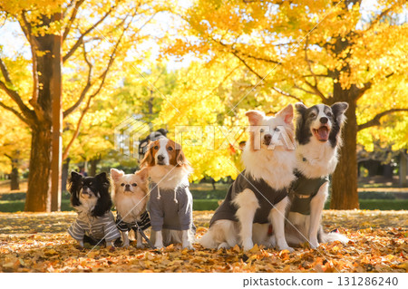 A Chihuahua, a Kooikerhondje and a Border Collie lined up amongst fallen ginkgo leaves 131286240