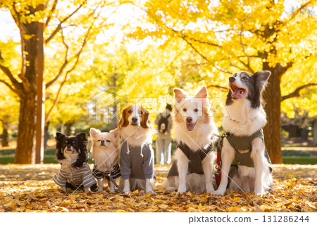 A Chihuahua, a Kooikerhondje and a Border Collie lined up amongst fallen ginkgo leaves A Chihuahua, a Kooikerhondje and a Border Collie lined up amongst fallen ginkgo leaves 131286244