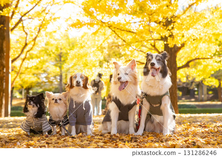 A Chihuahua, a Kooikerhondje and a Border Collie lined up amongst fallen ginkgo leaves 131286246