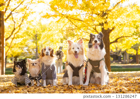 A Chihuahua, a Kooikerhondje and a Border Collie lined up amongst fallen ginkgo leaves A Chihuahua, a Kooikerhondje and a Border Collie lined up amongst fallen ginkgo leaves 131286247