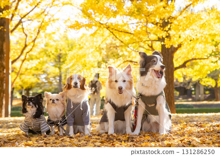 A Chihuahua, a Kooikerhondje and a Border Collie lined up amongst fallen ginkgo leaves A Chihuahua, a Kooikerhondje and a Border Collie lined up amongst fallen ginkgo leaves 131286250