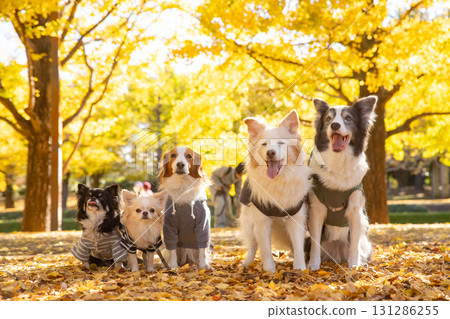 A Chihuahua, a Kooikerhondje and a Border Collie lined up amongst fallen ginkgo leaves 131286255