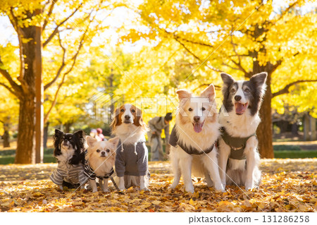 一隻吉娃娃、一隻庫伊克霍德傑犬和一隻邊境牧羊犬在落葉中排成一排 一隻吉娃娃、一隻庫伊克霍德傑犬和一隻邊境牧羊犬在落葉中排成一排 131286258