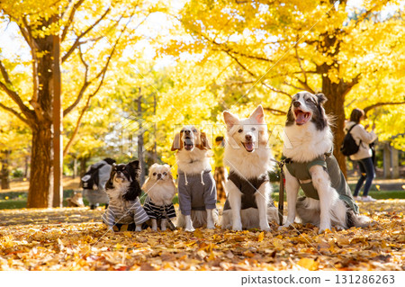 A Chihuahua, a Kooikerhondje and a Border Collie lined up amongst fallen ginkgo leaves 131286263