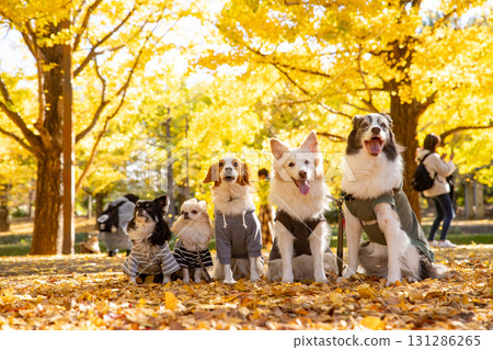 A Chihuahua, a Kooikerhondje and a Border Collie lined up amongst fallen ginkgo leaves 131286265
