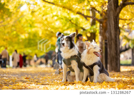 兩隻邊境牧羊犬一起站在鋪滿黃葉的小路上 131286267