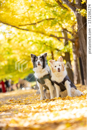 Two border collies standing together on a path lined with yellow leaves 131286274