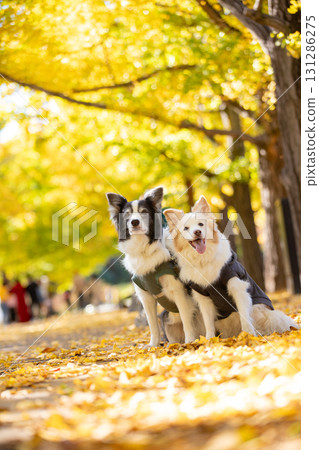 Two border collies standing together on a path lined with yellow leaves Two border collies standing together on a path lined with yellow leaves 131286275