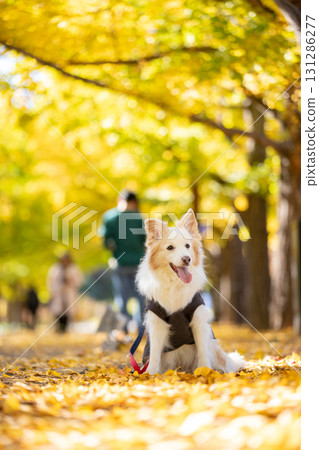 秋天，一隻紅色邊境牧羊犬沿著銀杏樹漫步 131286277