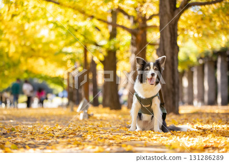 秋天，一隻黑褐色的邊境牧羊犬莊嚴地站在銀杏樹間 131286289