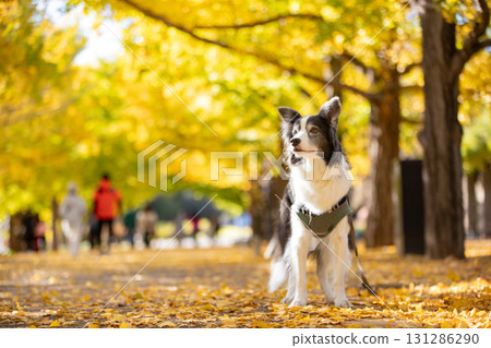 A black and tan Border Collie standing dignified among the ginkgo trees in autumn A black and tan Border Collie standing dignified among the ginkgo trees in autumn 131286290