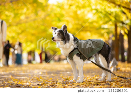 秋天，一隻黑褐色的邊境牧羊犬莊嚴地站在銀杏樹間 131286291
