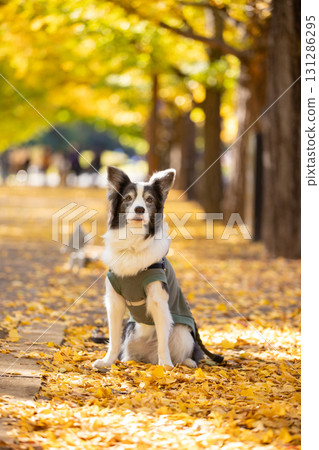 一隻黑褐色的邊境牧羊犬坐在一條鋪滿黃葉的小路上 一隻黑褐色的邊境牧羊犬坐在一條鋪滿黃葉的小路上 131286295