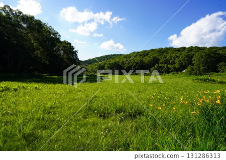 七月的北土布沼澤(長野縣木島平村) 七月的北土布沼澤(長野縣木島平村) 131286313