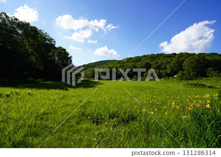 七月的北土布沼澤（長野縣木島平村） 131286314